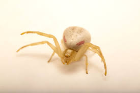 Attēlu rezultāti vaicājumam “Misumena vatia”