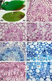 Attēlu rezultāti vaicājumam “Harpanthus flotovianus cells”