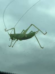 Attēlu rezultāti vaicājumam “Myrmeleotettix maculatus”