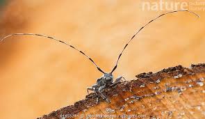 Attēlu rezultāti vaicājumam “Acanthocinus aedilis”