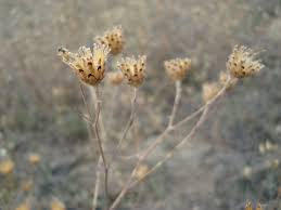 Attēlu rezultāti vaicājumam “Centaurea stoebe bud”