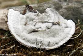 Attēlu rezultāti vaicājumam “Trametes hirsuta”