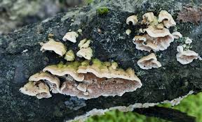 Attēlu rezultāti vaicājumam “Steccherinum bourdotii”