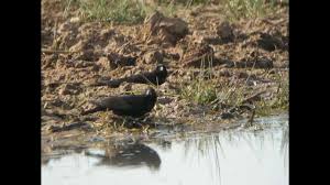 Image result for Melanocorypha yeltoniensis