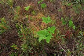 Attēlu rezultāti vaicājumam “Ledum palustre leaf”