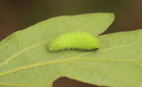Attēlu rezultāti vaicājumam “Satyrium ilicis underside”