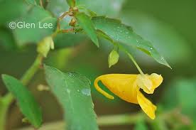 Attēlu rezultāti vaicājumam “Impatiens noli-tangere flower”