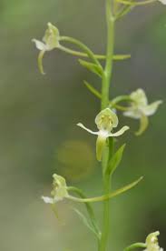 Attēlu rezultāti vaicājumam “Platanthera chlorantha”