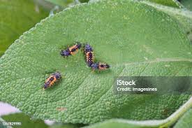 Attēlu rezultāti vaicājumam “Adalia bipunctata larva”