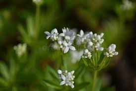 Attēlu rezultāti vaicājumam “Galium schultesii flower”