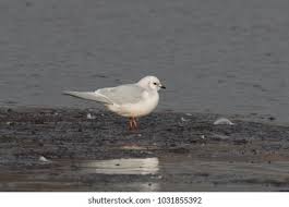 Image result for Rhodostethia rosea