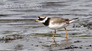 Attēlu rezultāti vaicājumam “Charadrius hiaticula”
