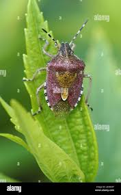 Attēlu rezultāti vaicājumam “Dolycoris baccarum”