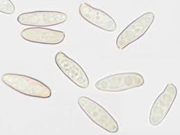 Attēlu rezultāti vaicājumam “Xerocomus pruinatus”