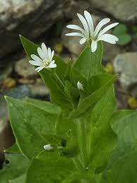 Attēlu rezultāti vaicājumam “Stellaria nemorum flower”
