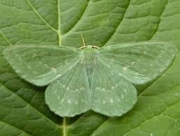 Attēlu rezultāti vaicājumam “Geometra papilionaria”