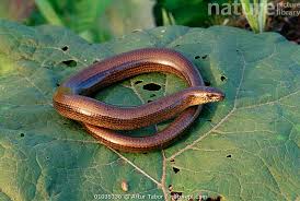 Attēlu rezultāti vaicājumam “Anguis fragilis”