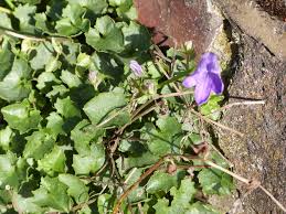 Image result for Campanula affinis