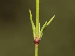 Attēlu rezultāti vaicājumam “Scleranthus perennis flower”