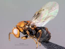 Attēlu rezultāti vaicājumam “Trichia ambigua stalked”