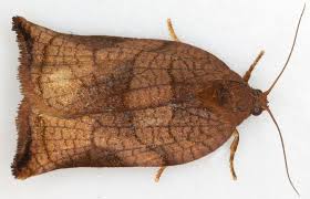 Attēlu rezultāti vaicājumam “Archips podana female”