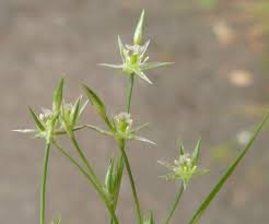 Attēlu rezultāti vaicājumam “Juncus squarrosus fruit”