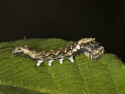 Attēlu rezultāti vaicājumam “Thyatira batis larva”