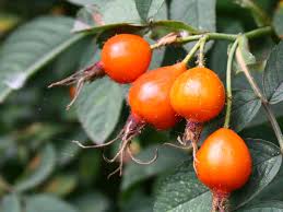 Attēlu rezultāti vaicājumam “Rosa villosa fruit”