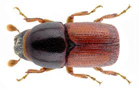 Attēlu rezultāti vaicājumam “Scolytidae”