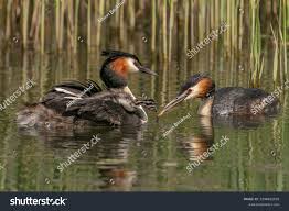 Attēlu rezultāti vaicājumam “Podiceps cristatus juvenile”