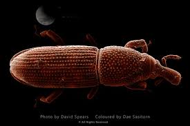 Attēlu rezultāti vaicājumam “Priobium carpini”