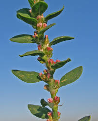 Attēlu rezultāti vaicājumam “Polygonum arenastrum flower”