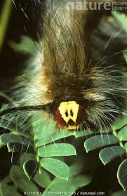 Attēlu rezultāti vaicājumam “Lymantriidae”