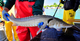 Image result for Acipenser