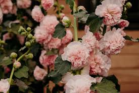 Attēlu rezultāti vaicājumam “Alcea rosea bud”