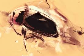 Attēlu rezultāti vaicājumam “Leiodidae”