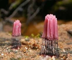 Attēlu rezultāti vaicājumam “Stemonitis fusca”