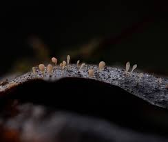 Attēlu rezultāti vaicājumam “Typhula setipes”