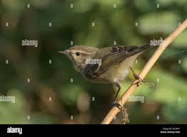 Image result for Phylloscopus humei