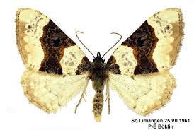 Attēlu rezultāti vaicājumam “Cosmorhoe ocellata”