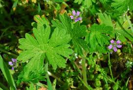 Attēlu rezultāti vaicājumam “Geranium pusillum flower”