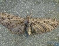 Attēlu rezultāti vaicājumam “Eupithecia exiguata”