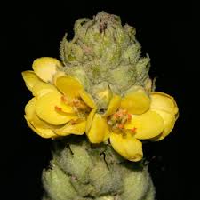 Attēlu rezultāti vaicājumam “Verbascum thapsus fruit”