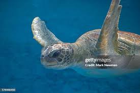 Image result for Lepidochelys kempii