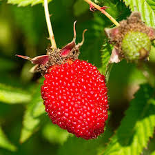 Attēlu rezultāti vaicājumam “Rubus illecebrosus”