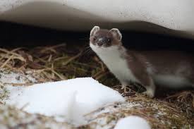 Attēlu rezultāti vaicājumam “Mustela erminea”