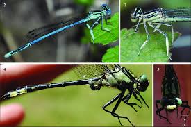 Attēlu rezultāti vaicājumam “Platycnemis pennipes”