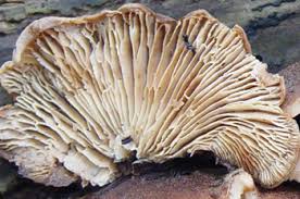 Attēlu rezultāti vaicājumam “Lentinellus ursinus”