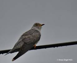 Attēlu rezultāti vaicājumam “Cuculus canorus”