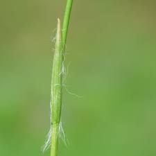 Attēlu rezultāti vaicājumam “Luzula pilosa leaf”